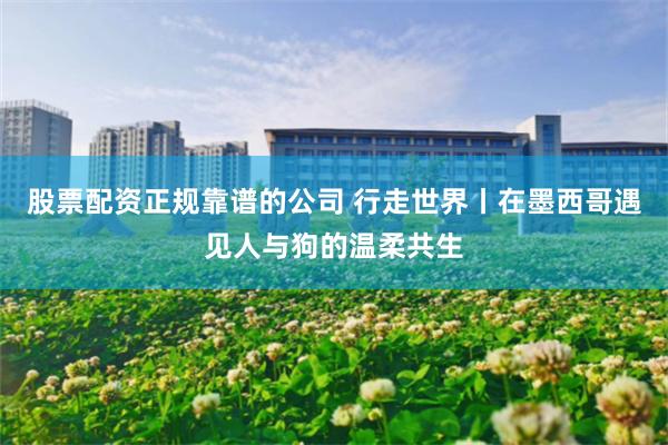 股票配资正规靠谱的公司 行走世界丨在墨西哥遇见人与狗的温柔共生